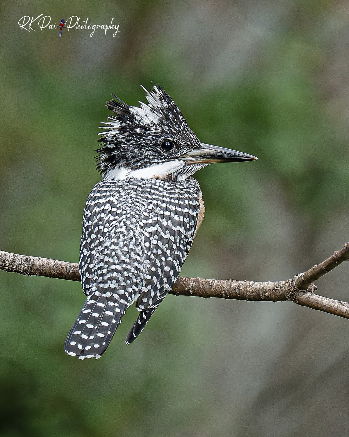 Majestic and bold – the Crested Kingfisher, perched in all its glory! Clicked at Sattal, Uttarakhand | 2025