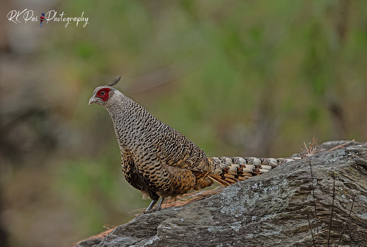 A rare glimpse of the Cheer Pheasant — shy, elusive, and incredibly beautiful. 📍Ranikhet, Uttarakhand | 2025 One of the most cherished moments from the wild hills of Kumaon.